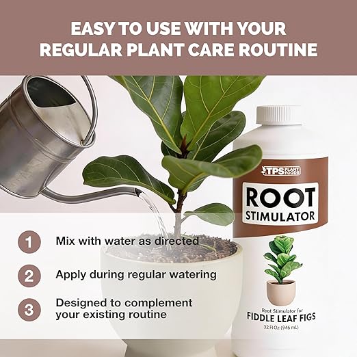 Root Stimulator for Fiddle Leaf Figs – Liquid Root Booster with Probiotics & Seaweed to Support Healthy Root Growth, 8 oz