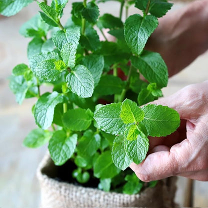Mint Seeds for Planting - 3500 Spearmint Seeds, Non-GMO & Heirloom Perennial Herb Seeds for Indoor/Outdoor Herb Garden, Tea, Cocktails (1 Pack)