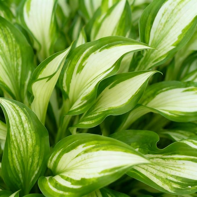 200+ Hosta Seeds for Planting, Mixed Rare Perennial Hosta Seed, Attract Pollinators, Heirloom Non-GMO Hosta Seeds for Bonsai Decoration, Home Garden