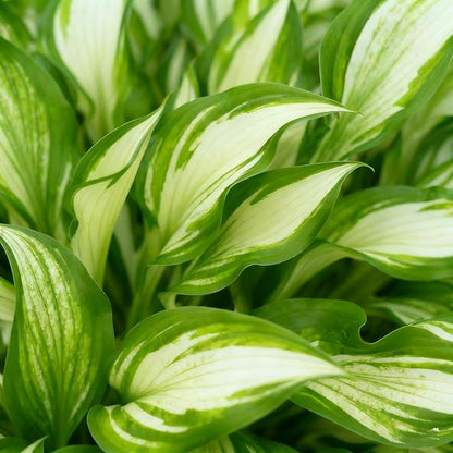 200+ Hosta Seeds for Planting, Mixed Rare Perennial Hosta Seed, Attract Pollinators, Heirloom Non-GMO Hosta Seeds for Bonsai Decoration, Home Garden