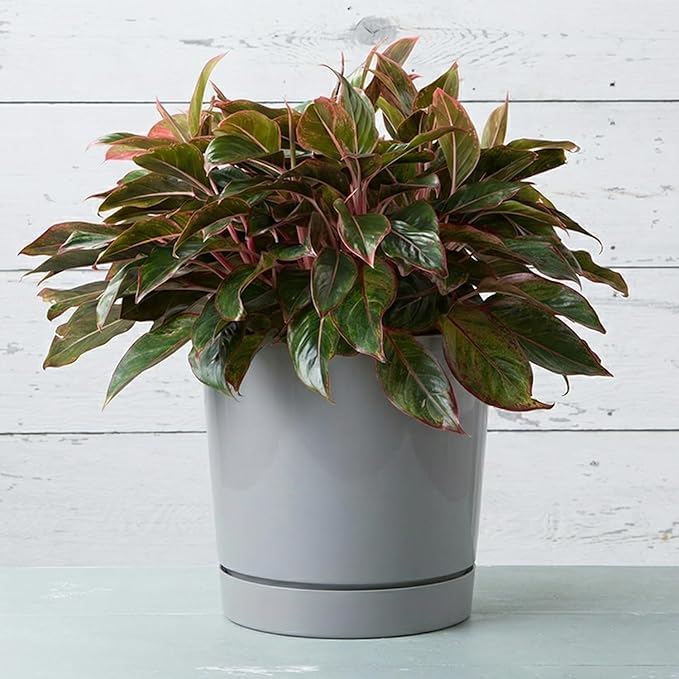 Root & Vessel Majestic Full Depth Round Cylinder Pot, Glossy Gray, 14-Inch (10140)