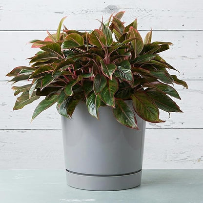 Root & Vessel Majestic Full Depth Round Cylinder Pot, Glossy Gray, 14-Inch (10140)