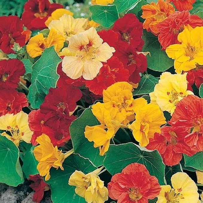 Dwarf Jewel Mix Nasturtium Flower Seeds, Large Pack of 500 Seeds by Seeds2Go