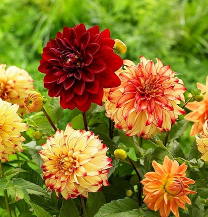 100 pcs Perennial Dahlia Labyrinth Flower Seeds for Planting - Exotic Labyrinth Non-GMO Garden Flower