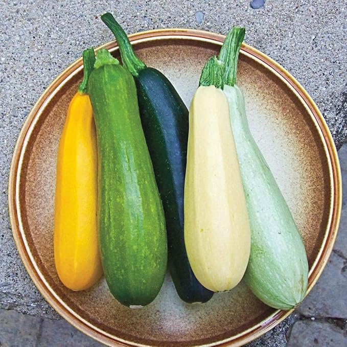 Seeds Zucchini Courgette Squash Summer Mix Heirloom Vegetable for Planting Non GMO