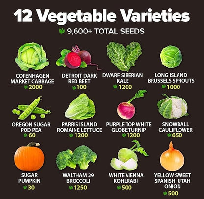 HOME GROWN 12 Fall Vegetable Seeds 9600+ Heirloom Seeds for Fall & Winter Planting – Beets, Broccoli, Cabbage, Kale, Onion, Pumpkin, Turnip, Lettuce, Peas & More for Home Garden