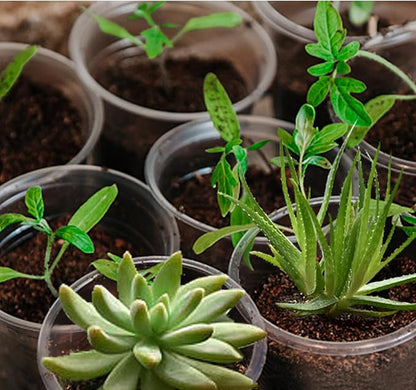20 Pack 7 Inch Clear Nursery Pots for Plants, Clear Plant Pots with Drainage Holes, Flexible Plastic Nursery Pots Variety Pack, Seedling Planter Seed Starter Pots(7 INCH)