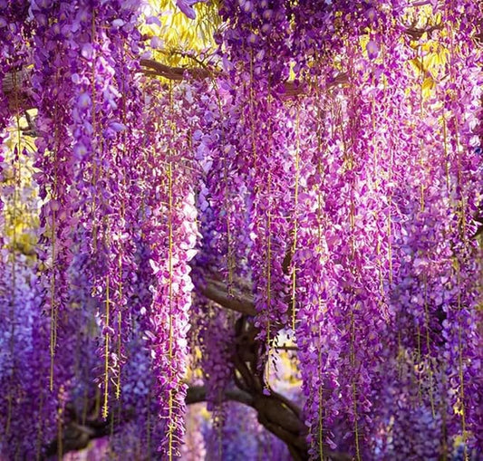 15pcs Wisteria Seeds Elegant Cascading Blooms Fragrant Climbing Vine Garden Seeds
