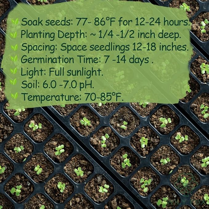Premium Malabar Spinach Seeds - 100 Heirloom, Non-GMO Seeds for Planting – Easy-to-Grow Climbing Vegetable, Fast Growing Summer Green for Garden or Patio