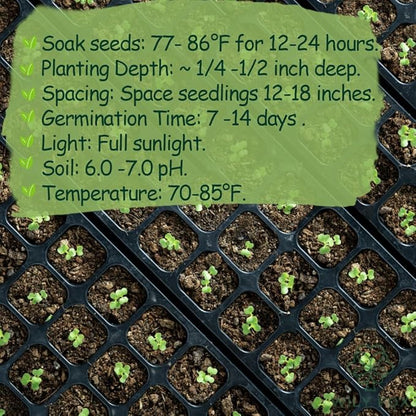 Premium Malabar Spinach Seeds - 100 Heirloom, Non-GMO Seeds for Planting – Easy-to-Grow Climbing Vegetable, Fast Growing Summer Green for Garden or Patio