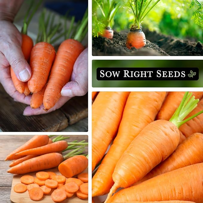 Sow Right Seeds - Kuroda Carrot Seeds for Planting - Non-GMO Heirloom Packet with Instructions to Plant a Home Vegetable Garden - Great for Outdoor Fall Planting - Great Gardening Gift (2)