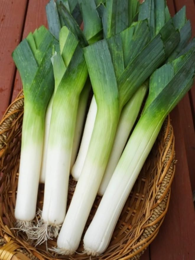 Seeds Leek Autumn Giant Onion - Heirloom Vegetable - GMO Free