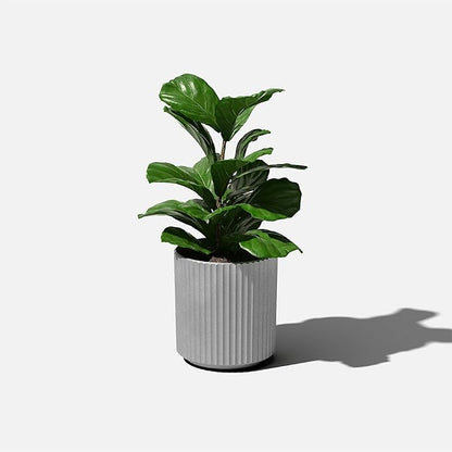 Veradek Demi Series Round Planter for Porch, Patio, Backyard | Durable Plastic-Concrete Material | Modern Décor for Tall Plants, Flowers