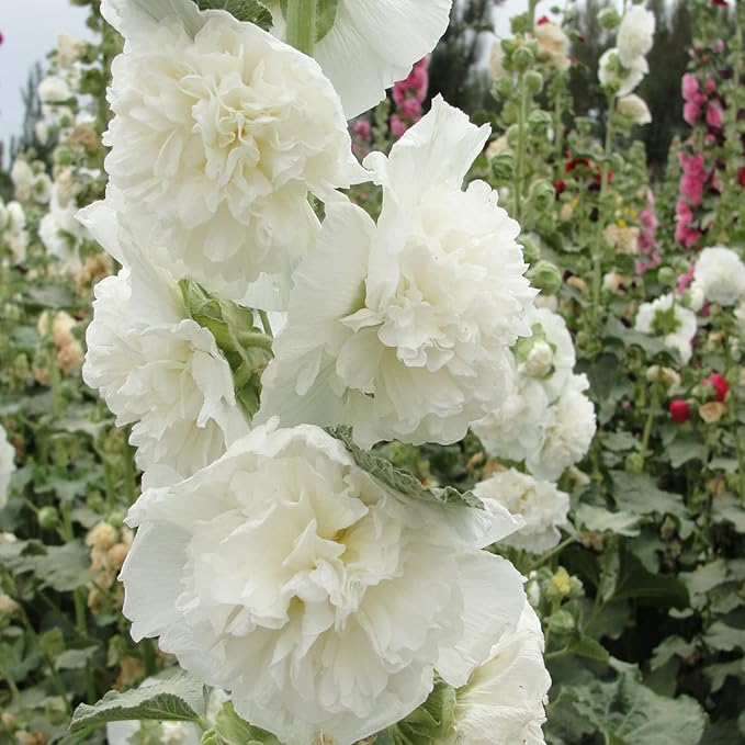 Outsidepride Double Hollyhock Seeds - 200 Pcs Perennnial White Heirloom, Long-Blooming Drought Tolerant Flower Seeds with Semi-Double Blooms for Cottage Gardens & Cut Flowers