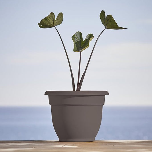 Bloem Ariana 10" Peppercorn Round Self-Watering Resin Planter Pot - Rolled Rim Indoor and Outdoor Gardening Planter