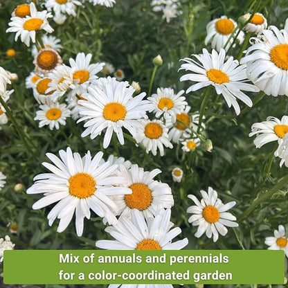 Sow Right Seeds - Moon Garden White Flower Seeds for Planting - Shasta Daisy, Alyssum, Polar Bear Zinnia, Baby’s Breath & Moonflower - Non-GMO Variety to Plant a Stunning Evening Moon Flower Garden