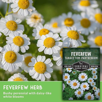Feverfew Seeds for Planting - Perennial Daisy-Like Flower Herb, Pollinator Friendly Garden, Easy to Grow Traditional Herb - Heirloom Non-GMO Open Pollinated - Survival Garden Seeds (5 Pack)