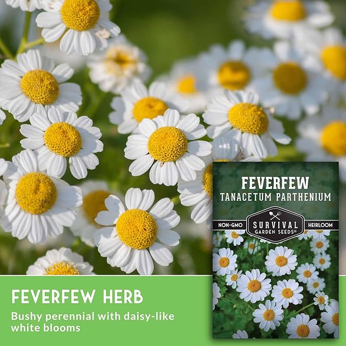 Feverfew Seeds for Planting - Perennial Daisy-Like Flower Herb, Pollinator Friendly Garden, Easy to Grow Traditional Herb - Heirloom Non-GMO Open Pollinated - Survival Garden Seeds (3 Pack)