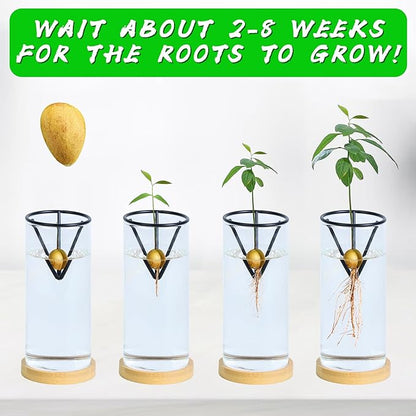 2 Pack Avocado Tree Growing Kits - Avocado Growing Vase - Avocado Seed Starter Vase Glass Plant Pot Easy Seed Sprout Starter Gift for Women Gardening Lovers Home Office (Black)