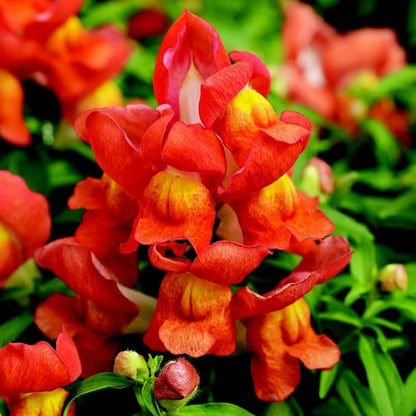 Mixed Snapdragon Flowers Seeds Tall Garden Pretty Flower Annual Outdoor Magic Carpet Non-GMO 300pcs
