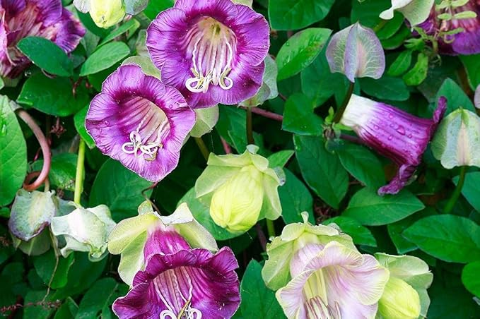 Seeds Cathedral Bells Mix/Cobea/Perennial Flowers