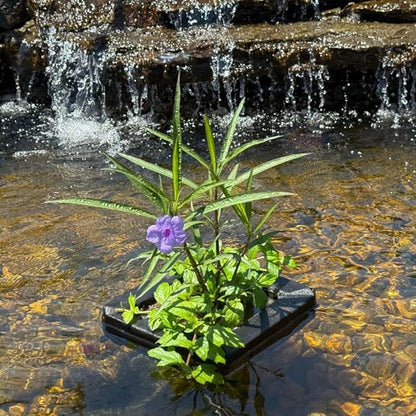 Chalily 10" Floating Island Aquatic Plant Pot Great for Bog, Shallow Water Plants, Carnivorous, and Other Pond Plants Square Plastic Planter for Outdoor Ponds Terrific for Aquatic Soil Floats on Water