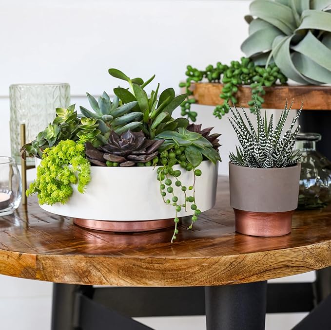 The HC Companies 6 Inch Round Plastic Succulent Capri Bowl 6"x6"x2.25" in Vanilla Bisque with Copper Bottom Color