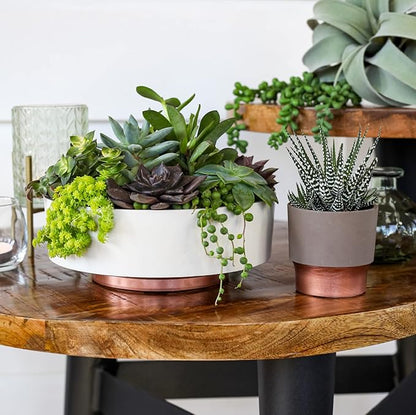 The HC Companies 6 Inch Round Plastic Succulent Capri Bowl 6"x6"x2.25" in Vanilla Bisque with Copper Bottom Color