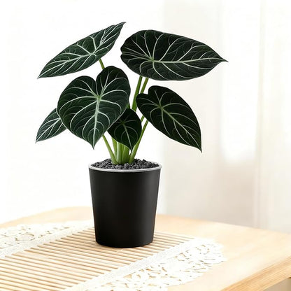 3 Pack of 6in Plastic Cachepot with 6 inch Clear nusery Pot - self Watering Indoor Planter with Drainage for Root Visibility,semi Hydro pots for repotting Orchids,Aroid or Monstera,Black