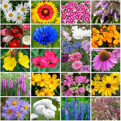 Park Seed Grow Your Own Vibrant Annual and Perennial Wildflower Garden Seeds Mixture, Easy to Grow Varieties for Pollinators and Spring Gardens - Northeast Regional Mix, 5 lbs