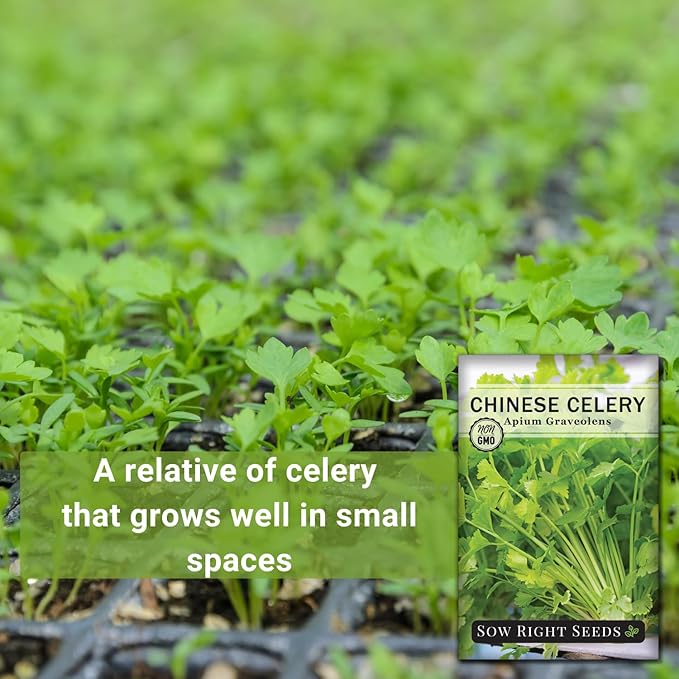 Sow Right Seeds - Chinese Celery Seeds for Planting - Non-GMO Heirloom Packet with Instructions to Plant and Grow a Home Vegetable Garden - Culinary and Compact Herb, Abundant Stalks (2)