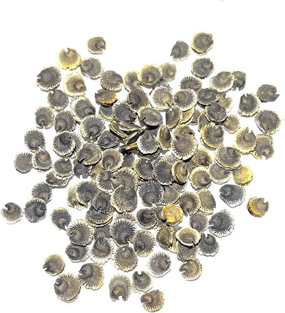Seed Needs, Black Hollyhock Seeds - 100 Heirloom Seeds for Planting Alcea rosea - Great for Gothic Gardens, Open Pollinated Biennial That Attracts Pollinators (2 Packs)