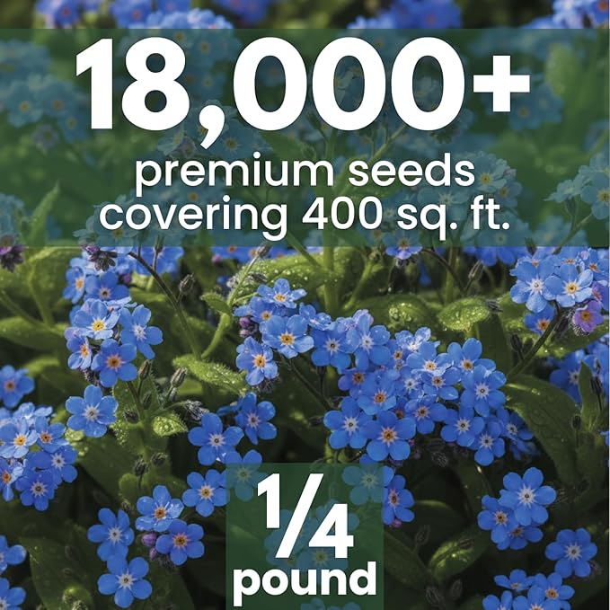 Chinese Forget Me Not – 18,000 Seeds for Planting – 2026 Season – 4 Ounces