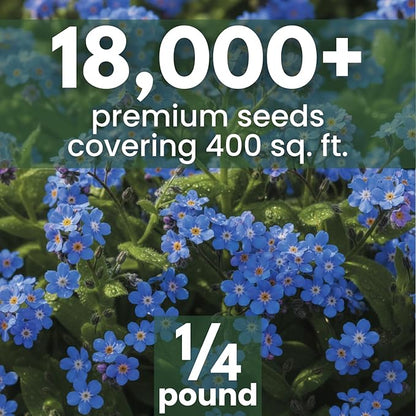 Chinese Forget Me Not – 18,000 Seeds for Planting – 2026 Season – 4 Ounces