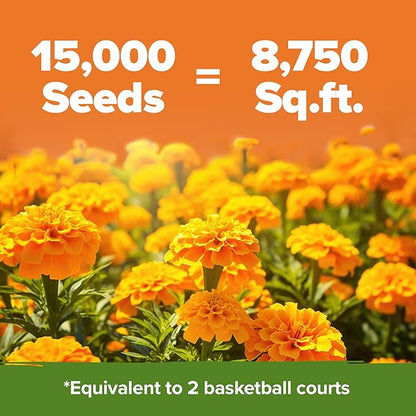 HOME GROWN Crackerjack Marigold Seeds 2.05oz - 15,000 Flower Seeds Planting Outdoor, Large Bulk Pack, High Germination, Companion Planting, Orange (Tagetes erecta)