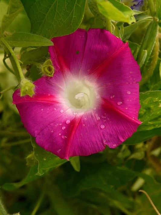 Seeds Flowers Morning Glory Ruby - 50 Seeds