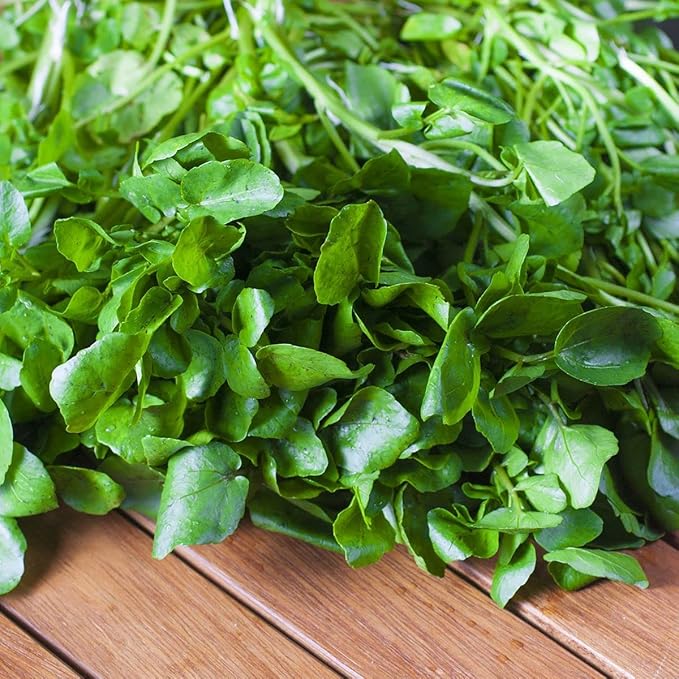 Seeds Garden Cress Broadleaf Indoor Lettuce Heirloom Vegetable for Planting Non GMO