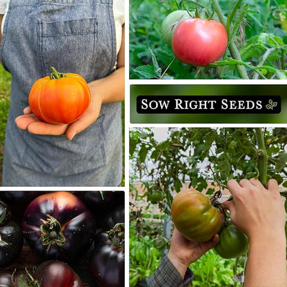 Sow Right Seeds - Rare Colorful Heirloom Tomato Seed Collection for Planting - Cherokee Green, Black Krim, Hillbilly, Black Beauty, Ponderosa Pink - Non-GMO Varieties to Plant a Home Vegetable Garden