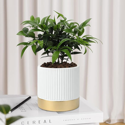 Set of 3 Cement Planter Pots with Drainage Hole,4 inch Plant Pots for Plants Indoor Houseplants,Succulent Pots Windowsil Planter (White&Gold)