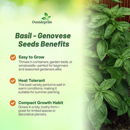 Outsidepride Genovese Sweet Basil Seeds for Planting - 1/2 lb. Easy to Grow Annual Herb Garden Seeds with Aromatic & Flavorful Foliage for Containers, Companion Planting, Indoors & Outdoors