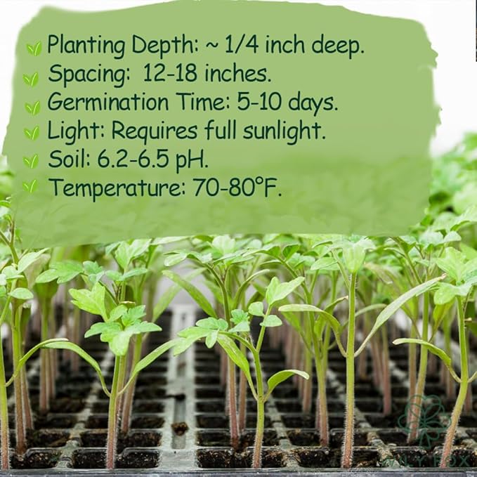 Dwarf Duo Tiny Tim Tomato Seeds - 100+ Red & 100+ Yellow Dwarf Tomato Variety, Cherry Tomato Seeds for Containers, Balcony, Patio, Pots, Indoor Outdoor Gardening, Heirloom, Non-GMO, Easy to Grow