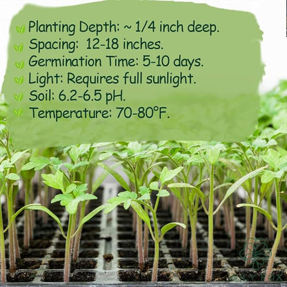 Dwarf Duo Tiny Tim Tomato Seeds - 100+ Red & 100+ Yellow Dwarf Tomato Variety, Cherry Tomato Seeds for Containers, Balcony, Patio, Pots, Indoor Outdoor Gardening, Heirloom, Non-GMO, Easy to Grow