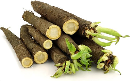 Seeds Salsify Black Root Scorzonera Heirloom Vegetable for Planting Non GMO