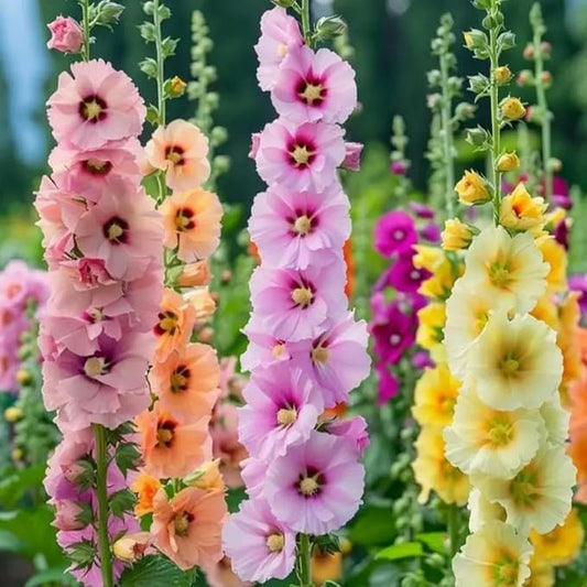 300+ Hollyhock Seeds for Planting Multicolored Heirloom Double Hollyhock Seeds, Rare Biennial Attracts Pollinators