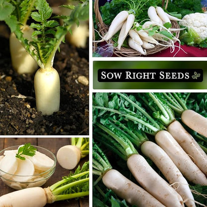 Sow Right Seeds - Bulk Japanese Minowase Daikon Radish Seeds for Planting - 15 Grams, 1000 Seeds - Non-GMO Heirloom Jumbo Pack with Instructions to Plant a Home Vegetable Garden - an Abundant Harvest