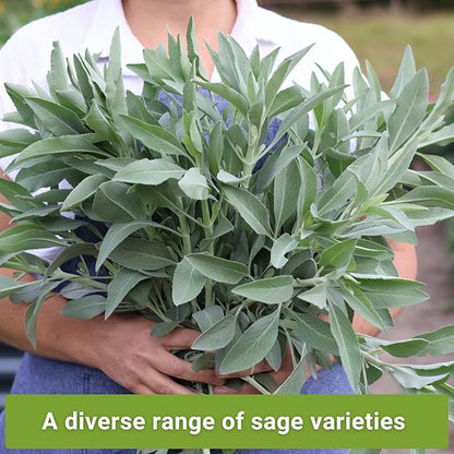 Sow Right Seeds - Sage Seed Collection - Salvia Seeds for Planting Indoors & Outdoors - Common, Blue, Scarlet & White - Non-GMO Heirloom Varieties - Grow Aromatic Herb Garden - Herbal or Culinary Use