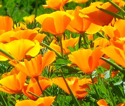 Orange California Poppy Seeds, 1 Oz Pack, 20,000+ Native Seeds by Seeds2Go