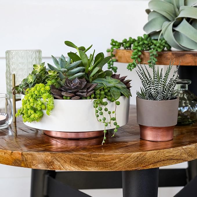 The HC Companies 8 Inch Round Plastic Succulent Capri Bowl Decorative Indoor Flower Succulent Planter Pot with Drain Plug Hole, Vanilla Bisque