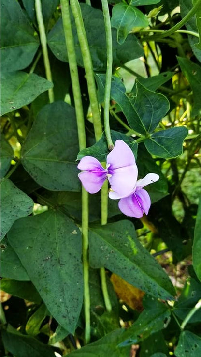Green 100+ Seeds Snake Oriental Yard Long Pole Bean Seeds for Planting Noodle Beans Heirloom Non-GMO Delicious Vegetable Seeds