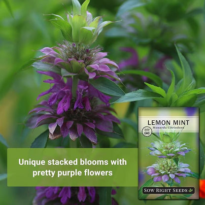 Sow Right Seeds - Lemon Mint Seed for Planting - Non-GMO Heirloom with Packet with Instructions to Plant and Grow an Herbal Tea Garden - Indoors or Outdoor - Monarda to Attract Pollinators (4)